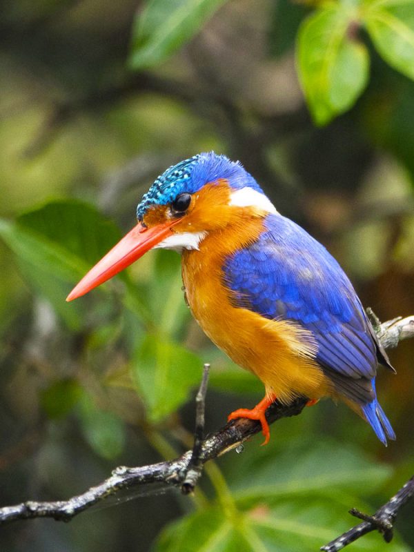 5-days-uganda-birding-safari, Birding Safaris