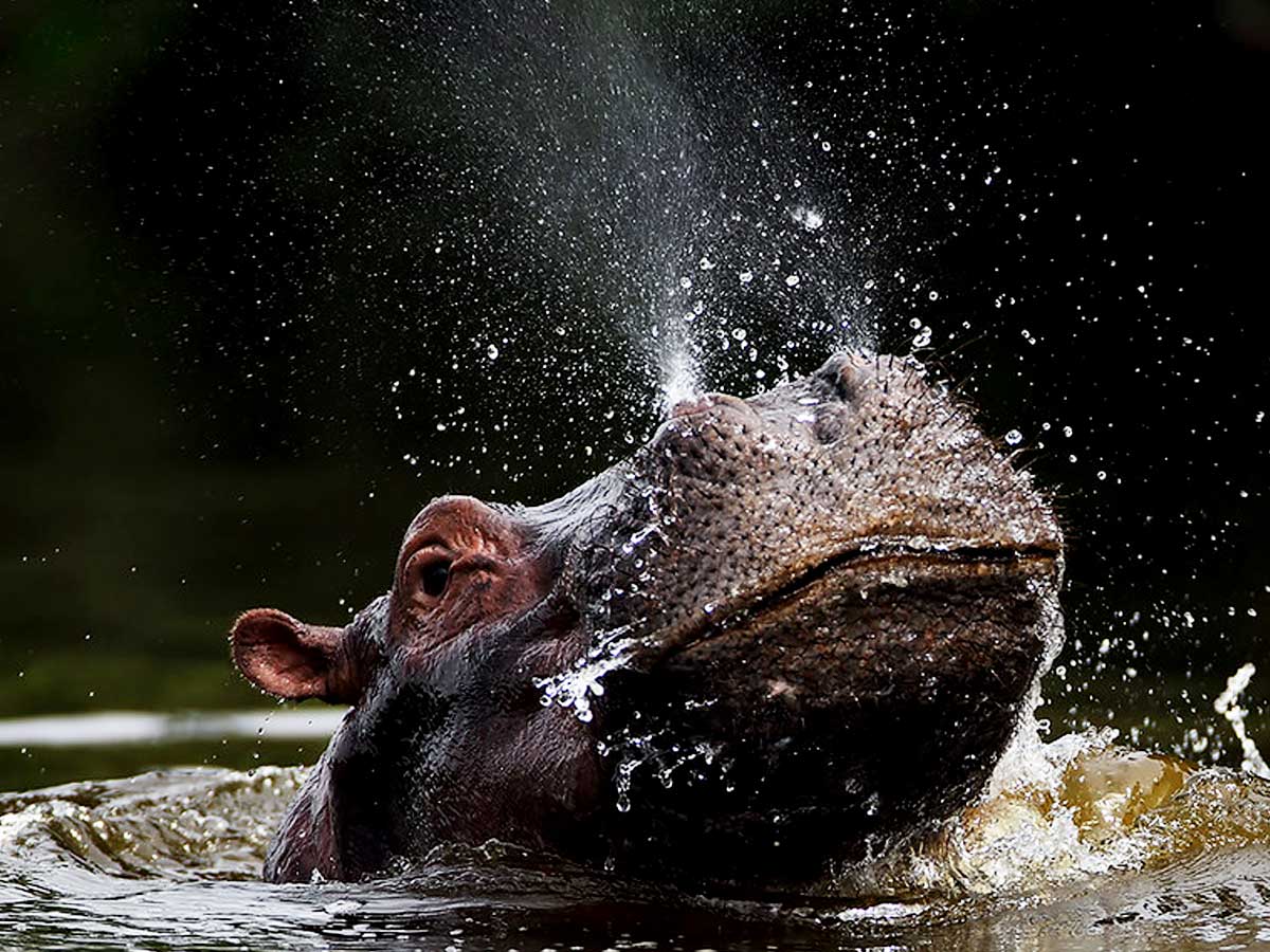 5-days-uganda-gorilla-wildlife-safari