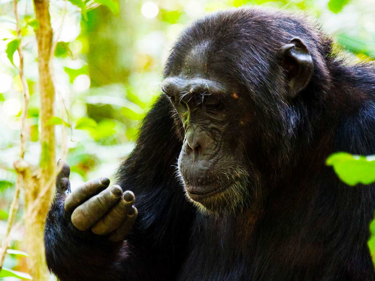 5-days-uganda-primate-tour