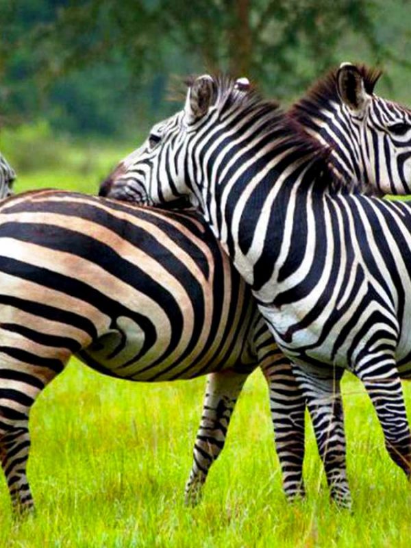 6-days-bwindi-queen-lake-mburo-safari, Lake Mburo National Park