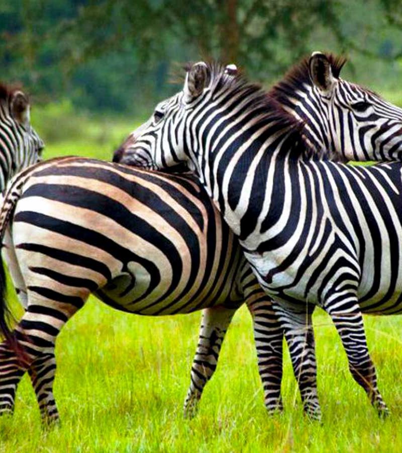 6-days-bwindi-queen-lake-mburo-safari, Lake Mburo National Park