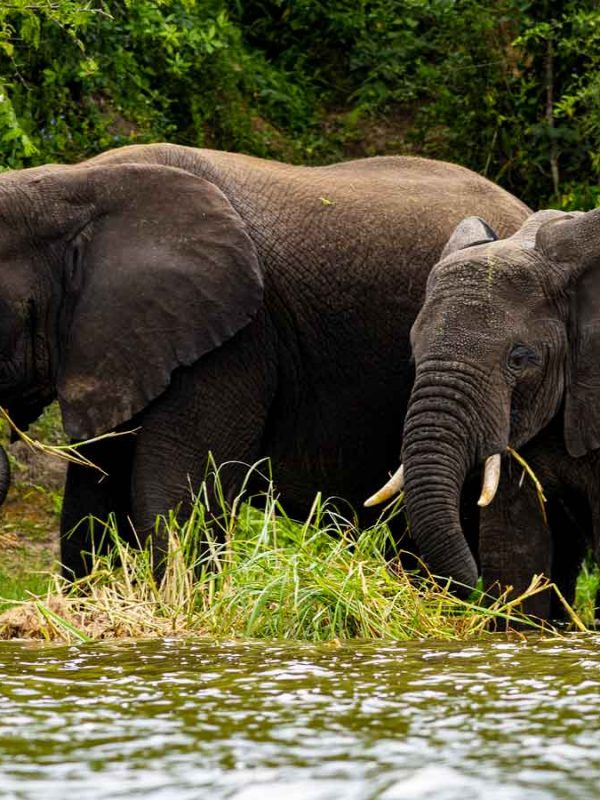 6-days-murchison-falls-kibale-queen-elizabeth-safari, 11 Days Uganda Gorilla & Wildlife Safari, Uganda Safaris