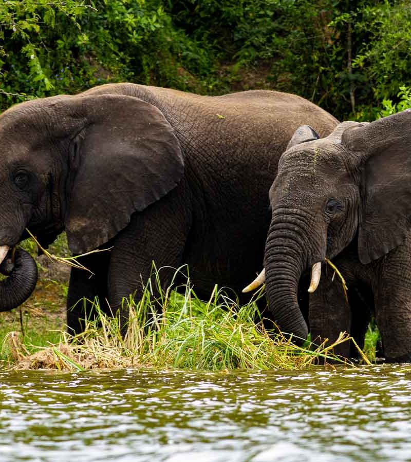 6-days-murchison-falls-kibale-queen-elizabeth-safari, 11 Days Uganda Gorilla & Wildlife Safari