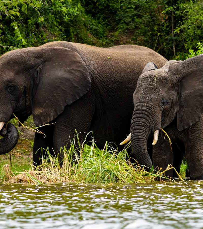 6-days-murchison-falls-kibale-queen-elizabeth-safari, 11 Days Uganda Gorilla & Wildlife Safari, Uganda Safaris