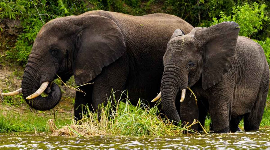 6-days-murchison-falls-kibale-queen-elizabeth-safari, 11 Days Uganda Gorilla & Wildlife Safari