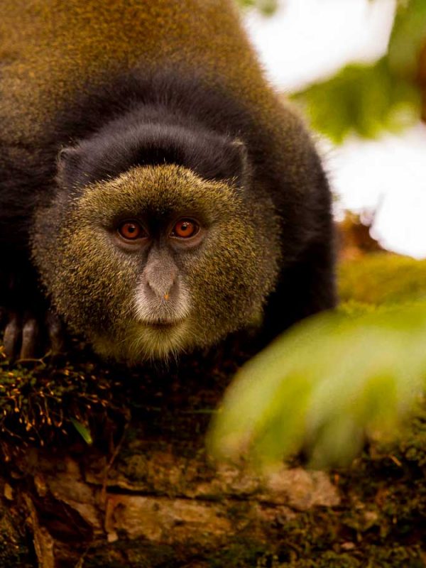 6-days-rwanda-primate-tour