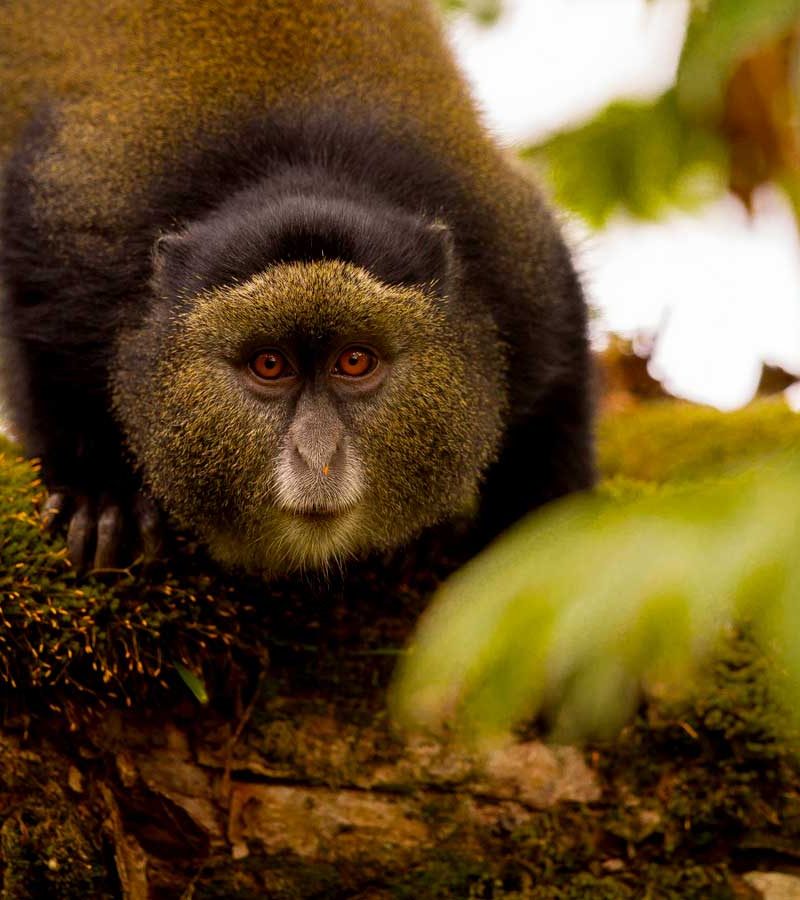 6-days-rwanda-primate-tour