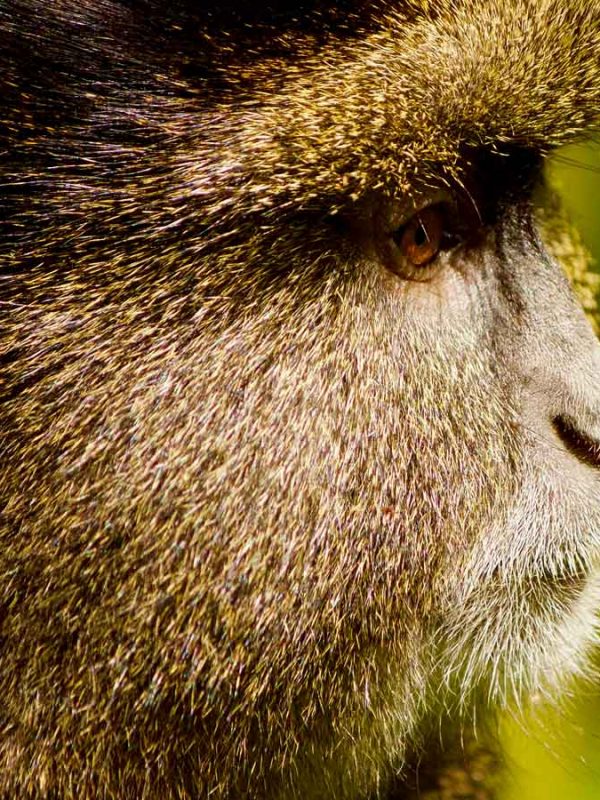6-days-uganda-primates-safari
