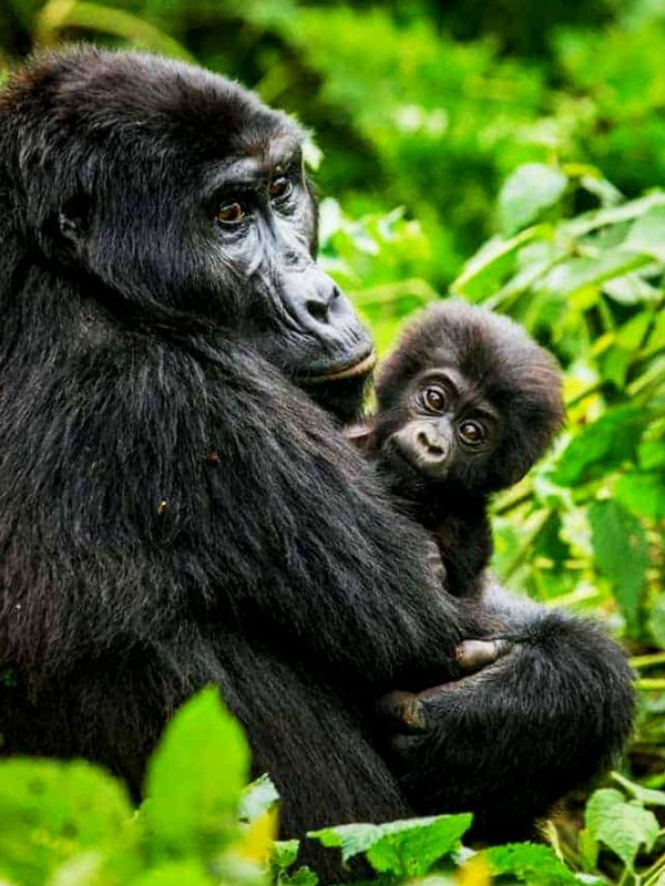 7-days-rwanda-gorilla-wildlife-safari