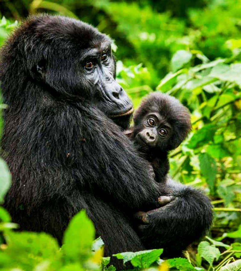 7-days-rwanda-gorilla-wildlife-safari