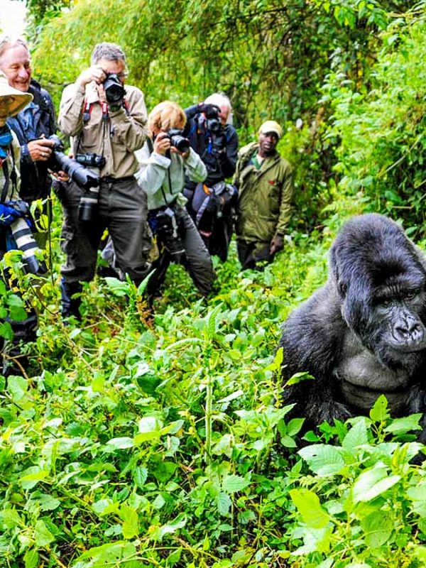 8-days-uganda-rwanda-safari, Wilderness of Africa