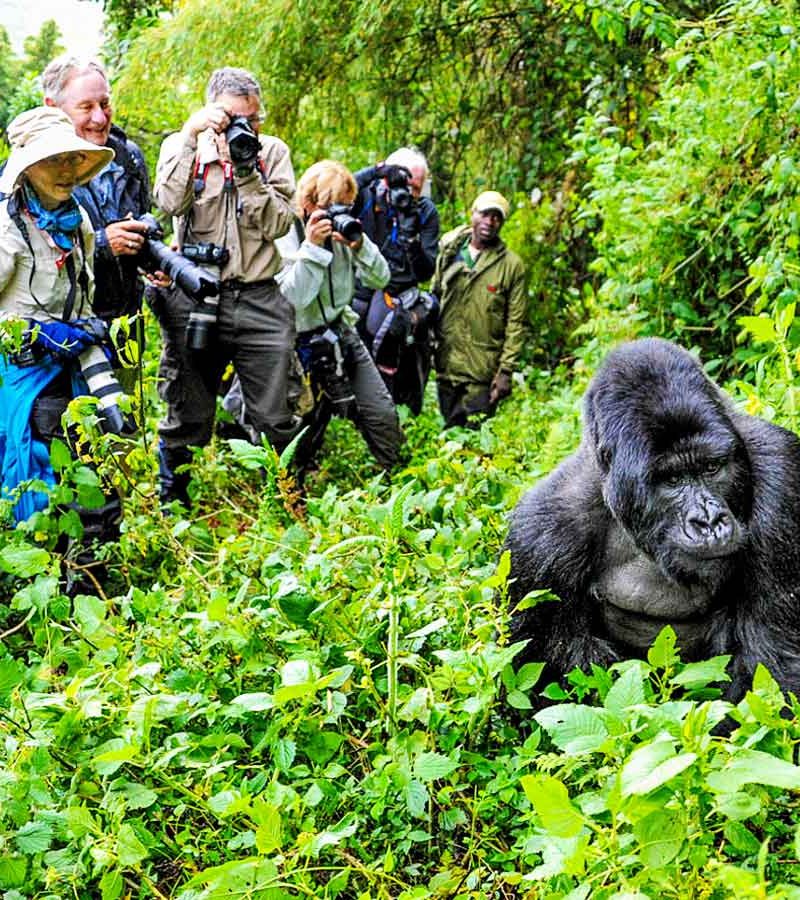 8-days-uganda-rwanda-safari